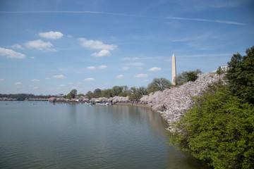 Obraz premium Cherry blossom Washington D.C