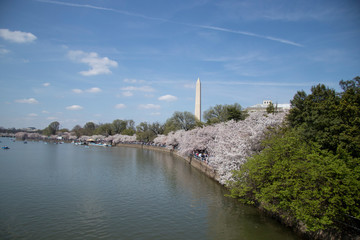 Fototapeta na wymiar Cherry blossom Washington D.C