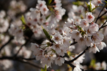 Obraz premium flowers branch