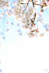 Obraz na płótnie Canvas floral background of blooming sakura