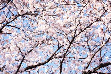 floral background of blooming sakura