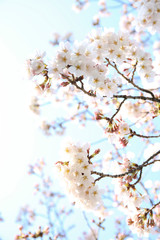 floral background of blooming sakura