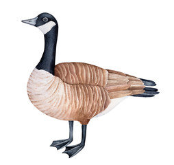 Standing Canada goose (Branta canadensis) watercolor illustration. One single bird, side view. Symbol of sociability, prosperity, peace. Handdrawn water color graphic drawing, cutout design element. © Julija