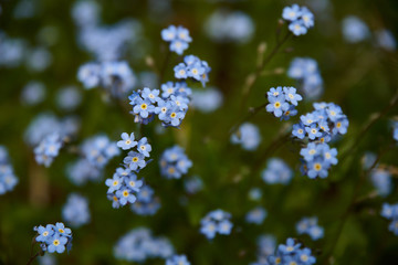 Myosotis