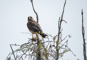 Red shouldered hawk perched on a branch