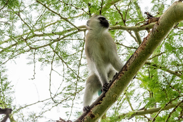 Portrait monkey in Uganda