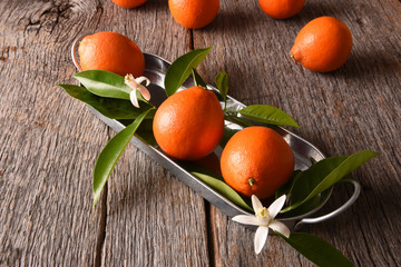 Tangelos on a metal tray with leaves and orange blossoms on a rustic wood background