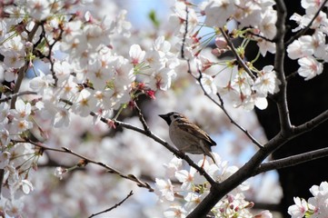 雀と桜