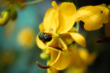 macro photo of insects