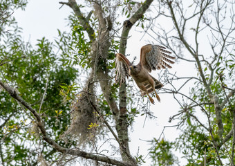 Red shouldered hawk flying