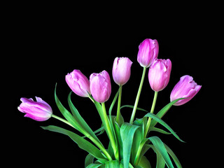 Beautiful bouquet of pink tulips, Liliaceae Lilieae tulipa, with green leaves isolated on black.
