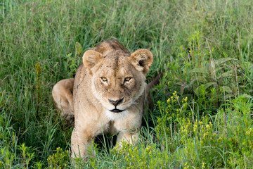 Portrait Lion in Ngorongoro