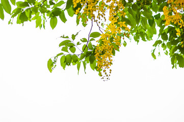 Golden shower tree or Cassia fistula Is a flower that is seen in Thailand, Will bloom in the summer.