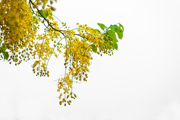 Golden shower tree or Cassia fistula Is a flower that is seen in Thailand, Will bloom in the summer.
