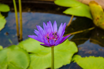 pink water lily in pond