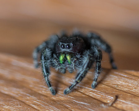 Bold jumping spider