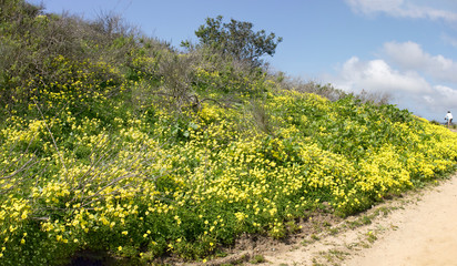 Fototapeta na wymiar Mustard seed yellow flowers at Aliso & Woods Canyon Wilderness trail in the spring after a rainy season, Laguna Beach, CA hiking trails.