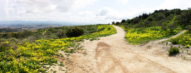 Mustard seed yellow flowers at Aliso & Woods Canyon Wilderness trail in the spring after a rainy season, Laguna Beach, CA hiking trails.