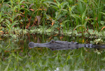 American alligator swimming in a Florida pond