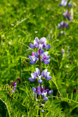 Obraz premium Closeup bluebonnet purple blue white flowers Hiking through the Limestone Canyon Regional Park after a rainy season