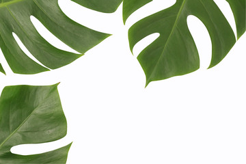Fototapeta na wymiar Monstera leaf's on white isolate background.