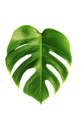 Monstera leaf with clipping path on white isolate background.