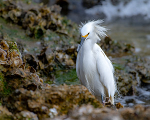 Snowy egret standing on the shore in Tampa Bay