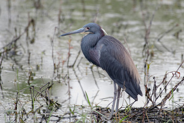 Little blue heron in a lake in Florida