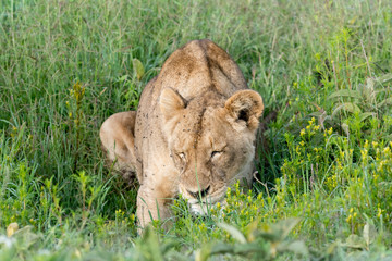 Portrait Lion in Ngorongoro