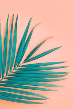 Palm Leaf On Color Pink Background