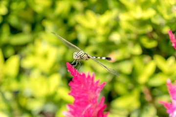 Dragonfly perch on Plumed Celosia.