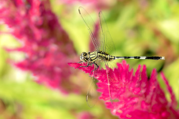 Dragonfly perch on Plumed Celosia.