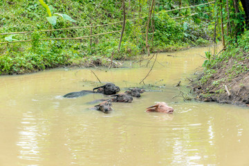 Buffaloes having a refreshing bath.