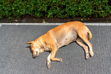 Street dog sleeping on the floor.