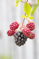 Close-up nature view of raspberry fruits