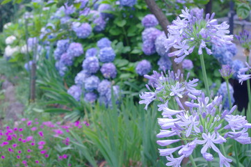 Obraz premium Nature view of agapanthus flowers on blurred hydrangea background