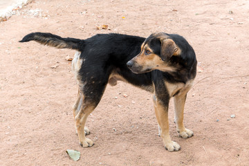 Starving street dog finding food and looking for kindly.
