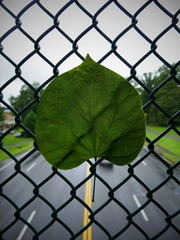 Green Leaf on an Overpass Fence