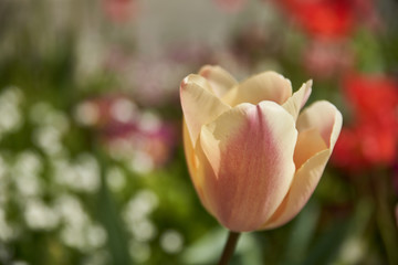 Tulipe crème rosée