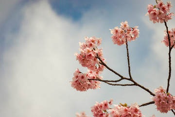 Sakura branch on sky background
