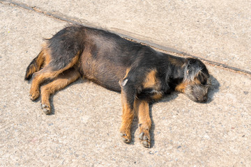 Street dog sleeping on the floor.