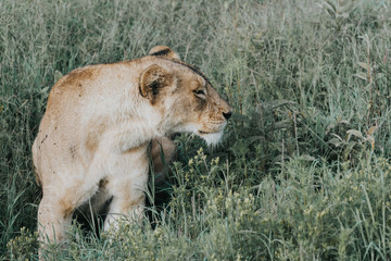 Portrait Lion in Tanzania