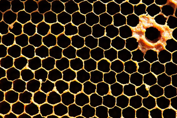 close up of hexagon propolis honeybee texture