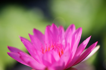 close up of beautiful lotus flower background.