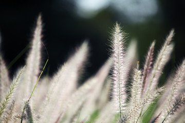 close up of white reeds background