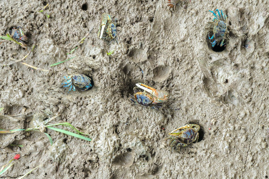 Meder's mangrove crabs family finding food in mangrove forest.