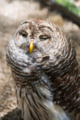 Florida Wildlife Photography.