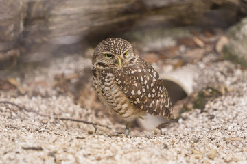 Florida Wildlife Photography.