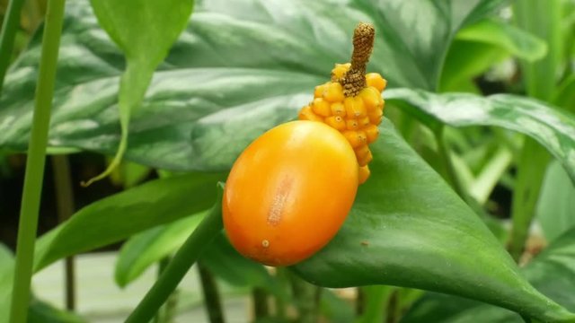 The tropical family Aronaceae Nephthytis poissonii, occurs in central Africa Cameroon, very beautiful flower and fruit orange rich color technology greenhouse cultivation of scientific research