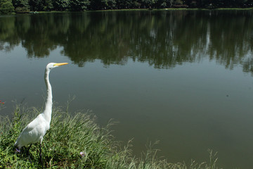 great egret in the pond